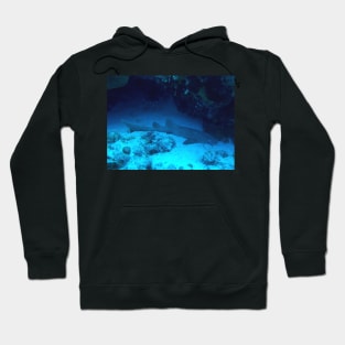 Nurse Shark Hoodie